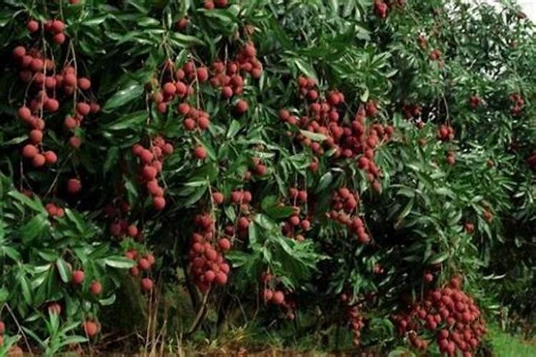 甲酸钙与硝酸钙的区别在哪,在农作物补钙上各有何优势？