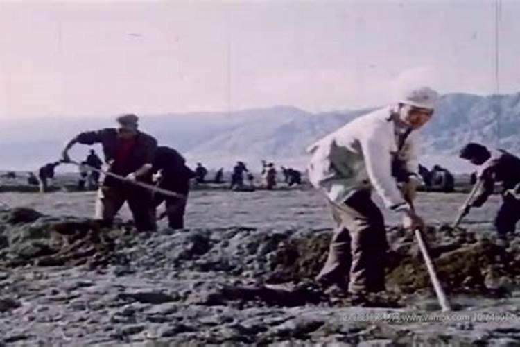 为什么氮肥壮叶磷肥壮茎钾肥壮果