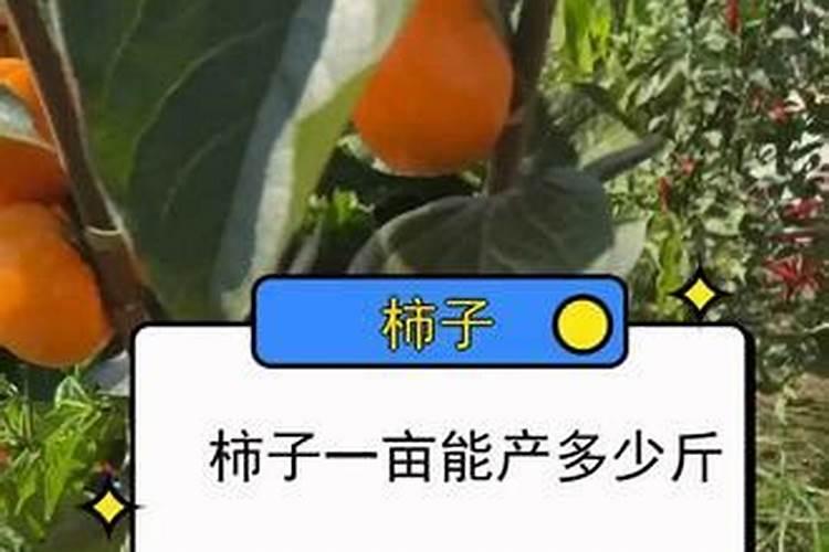 柿子树用什么肥料更好