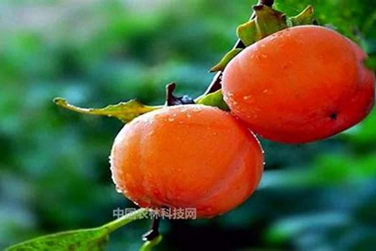 柿子树最好的肥料是什么？