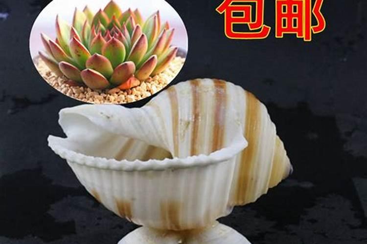 天堂鸟最爱喝三种水