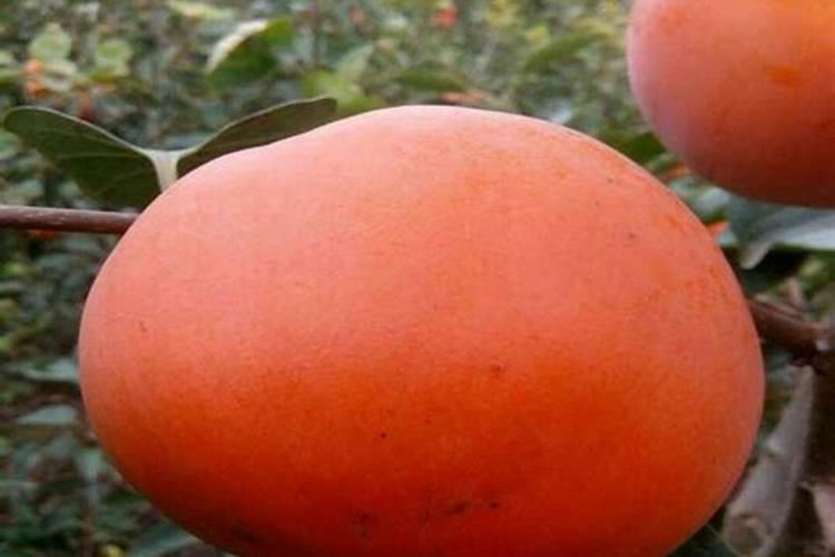 柿子树用什么肥料最好