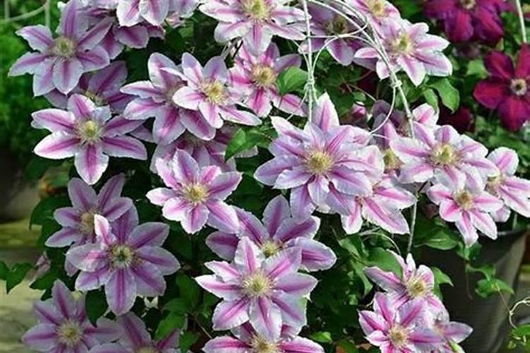 花生秧多高可以上复合肥