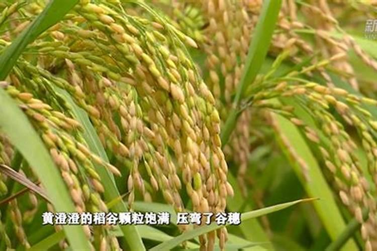 一线品牌化肥有哪些