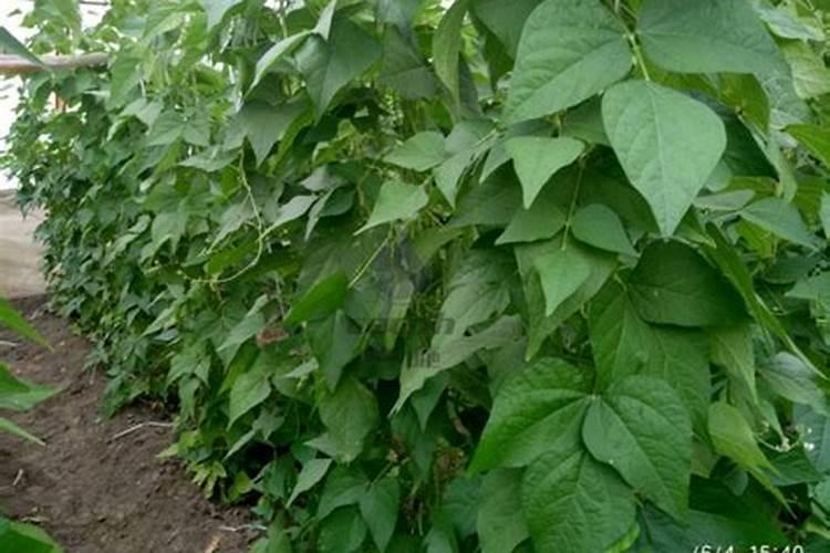 想要大面积种植豆角,豆角的水肥管理技术要点有哪些？