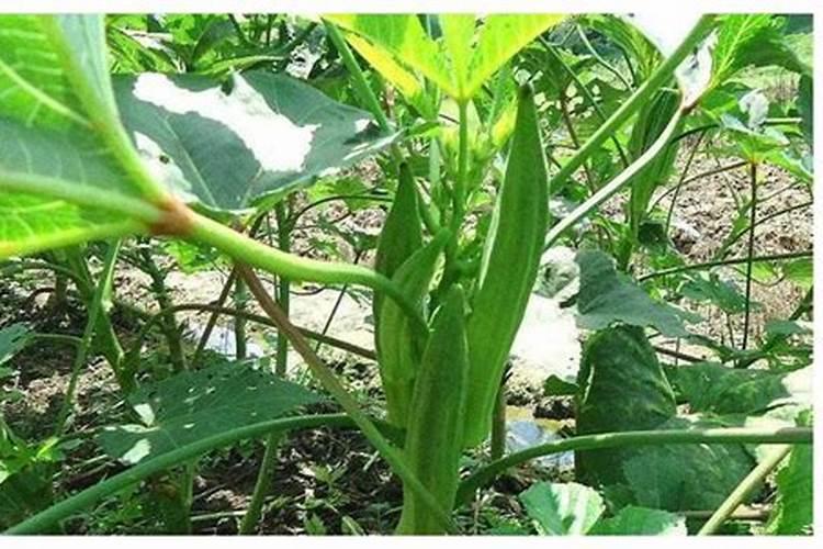 小白瓜的种植方法和时间