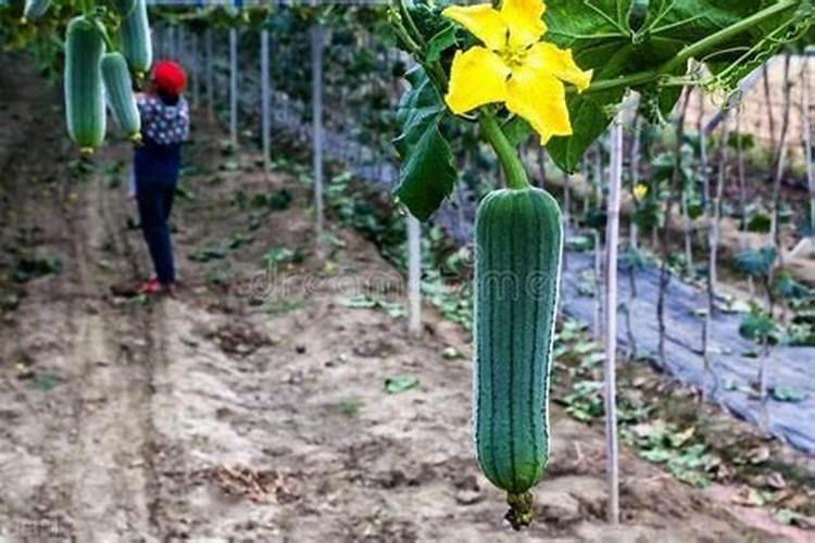 氮钾肥容易挥发吗浇地没有完全化完