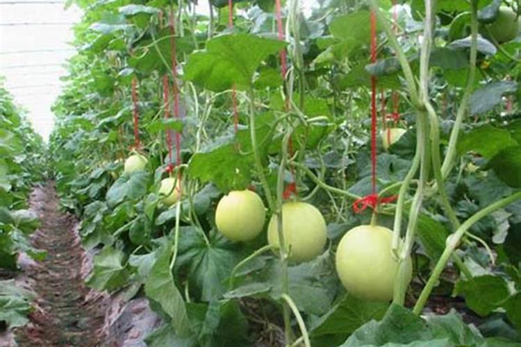 香瓜市场需求量大,如何种植好又甜又大的香瓜？