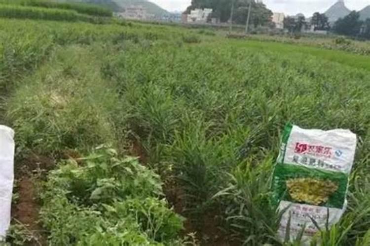 昙花花肥用什么合适 肥料制作与使用方法