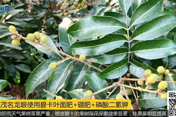 龙眼后期喷什么叶面肥好？