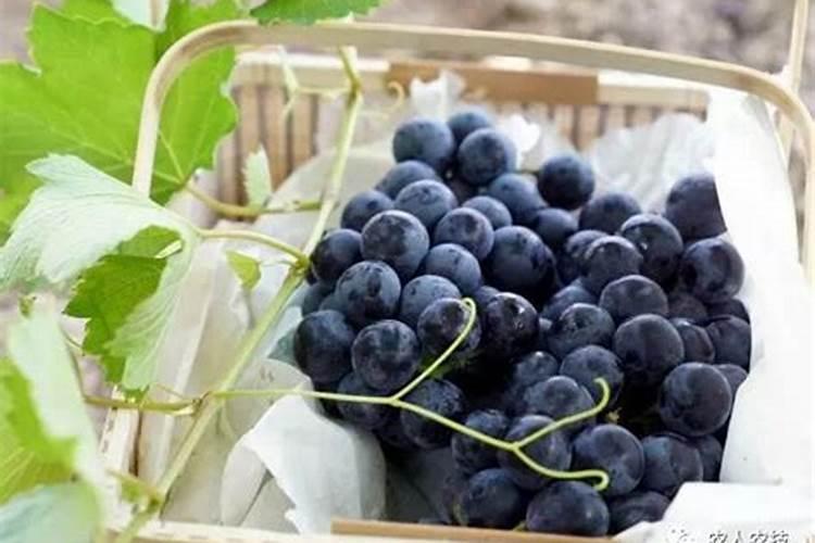 橘子保果需要流体硼吗