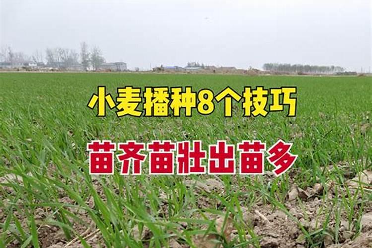 葡萄开裂用什么药防治好