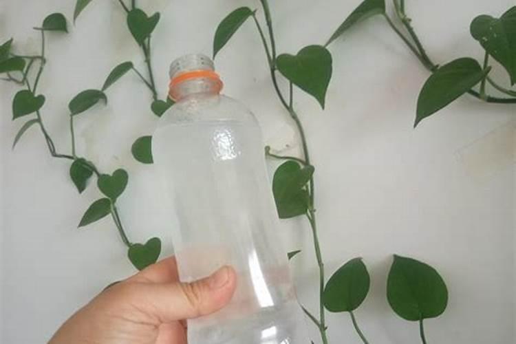 荸荠可以在盆里种植吗