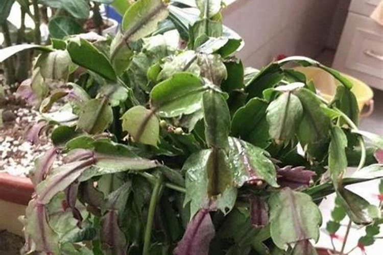 氯化钾注输液有什么用