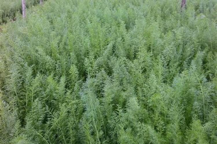 骨粉肥料怎么施肥最好