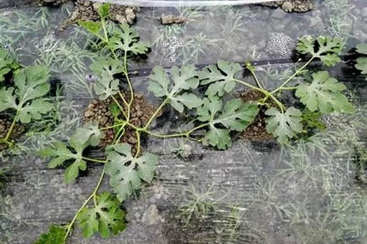 西瓜用什么肥料最好