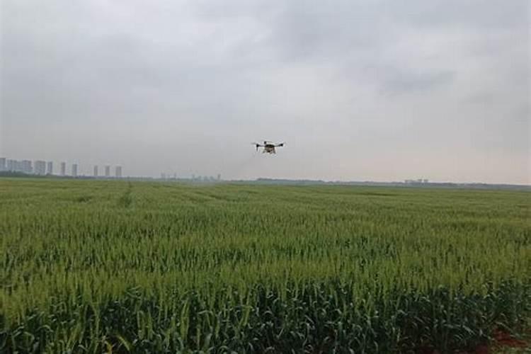 柠檬盆栽如何施肥