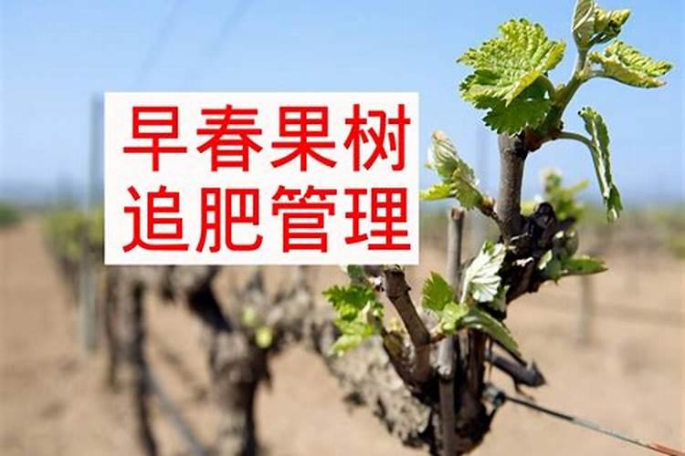 月季三月份怎么施肥