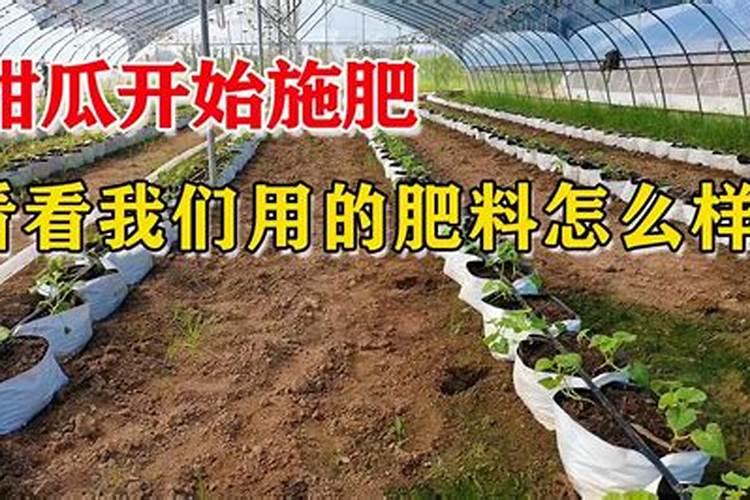 种甜瓜需要什么肥料