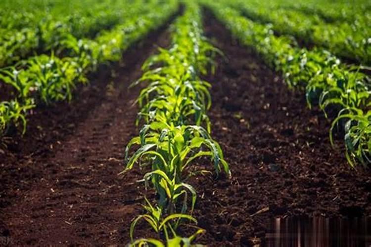 月桂花防治措施