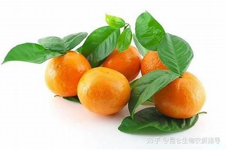 柑橘专用叶面肥 果树叶面肥哪家好 柑橘用什么叶面肥效果好