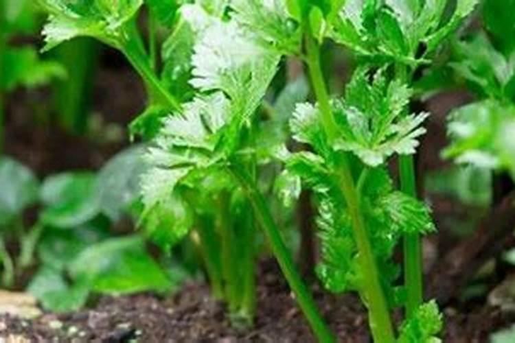 芹菜上什么肥料长得粗