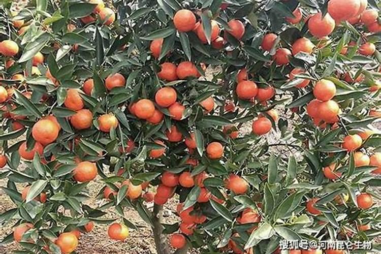 中国有哪些大的有色金属工业园区？跪求详细列表!!