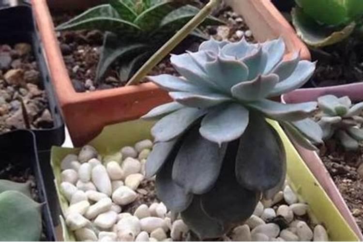 氨基酸可以浇花吗