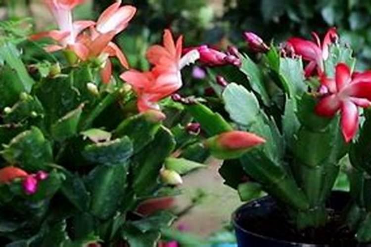 水稻一亩需要的氮磷钾