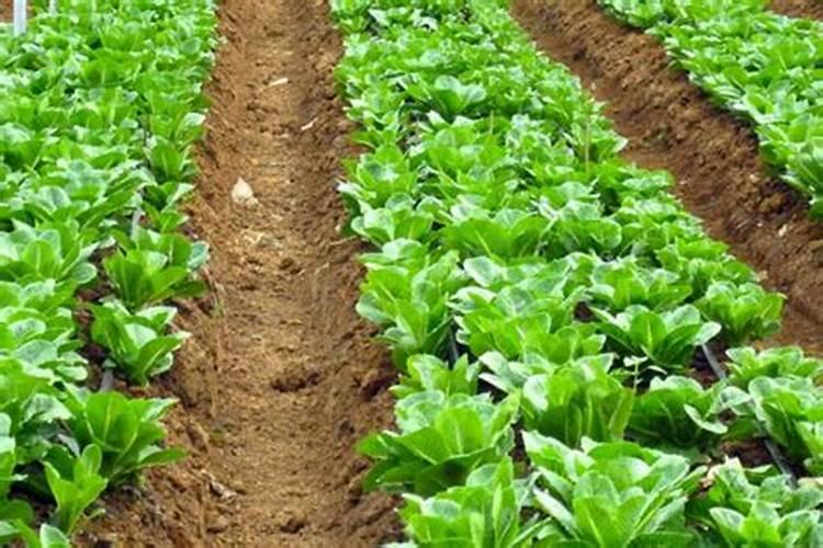 田园丰情根腐抑制剂和树木激活剂哪个好