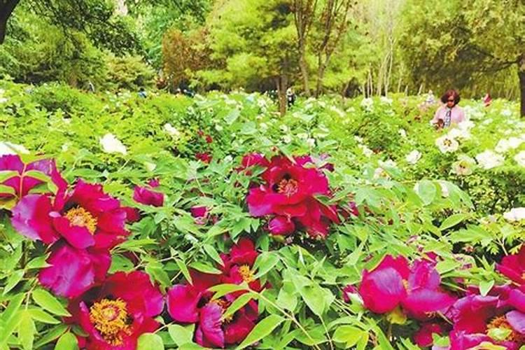 淘米水发酵属于什么肥料