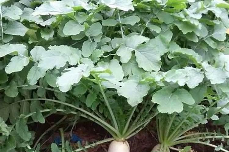 种植出高产的白萝卜要怎么施肥(白萝卜用什么肥料产量高)