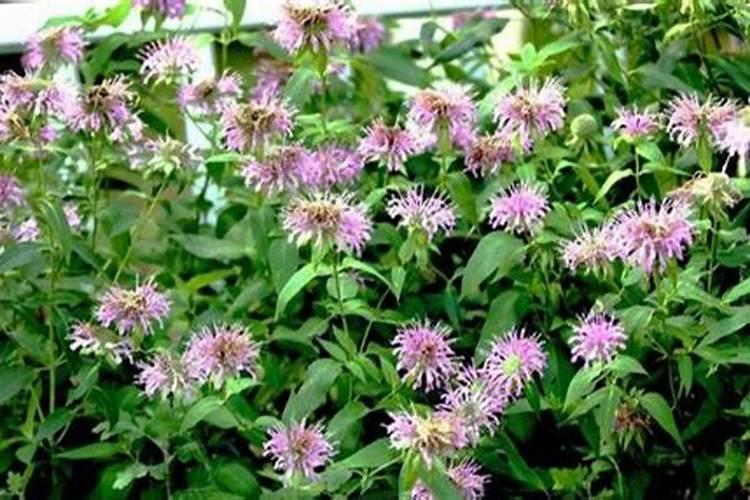 鱼蛋白肥料哪个品牌好