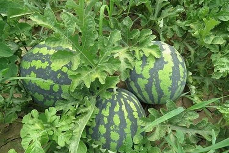 西瓜叶子不够厚绿能否补救？