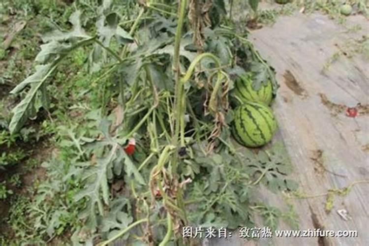 三年树龄的沙糖桔树应该怎样施肥