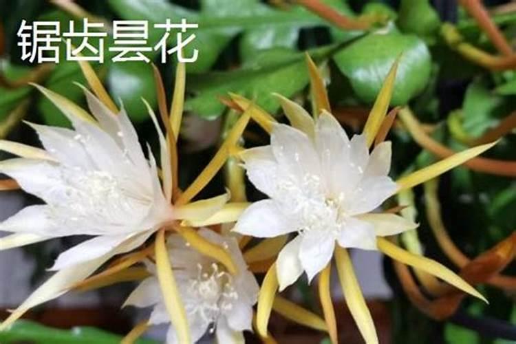 昙花用什么肥料最好