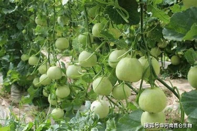 甜瓜的三个最佳肥料