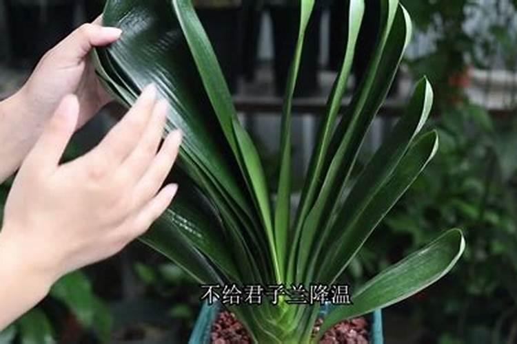 快开花需要加什么肥吗