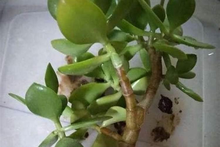 玉米播种是可以施尿素吗？
