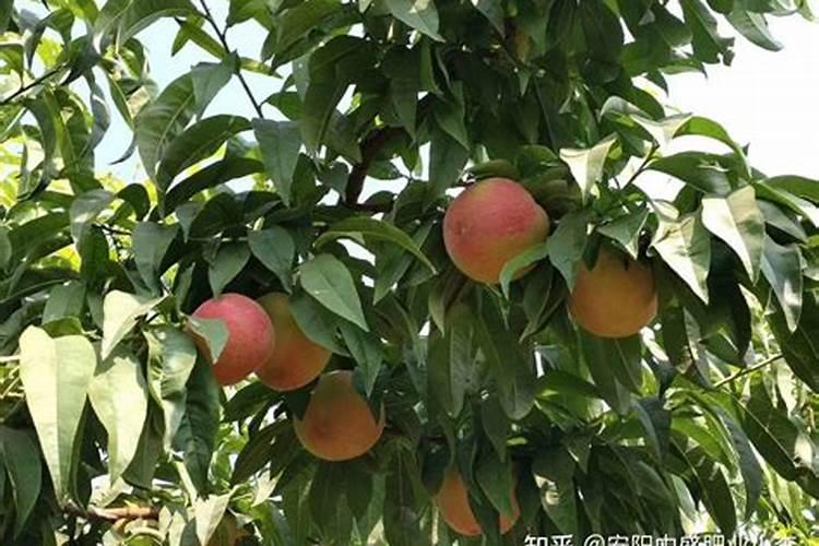 7到8月怎样使兰花种植成活率提高