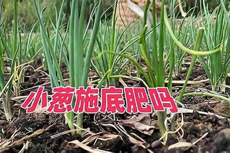 棉花的主要成分是纤维素吗