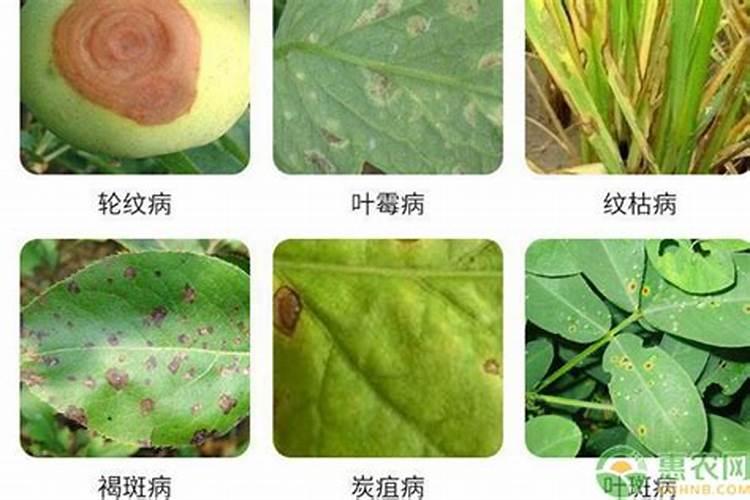 人体大量元素有哪些