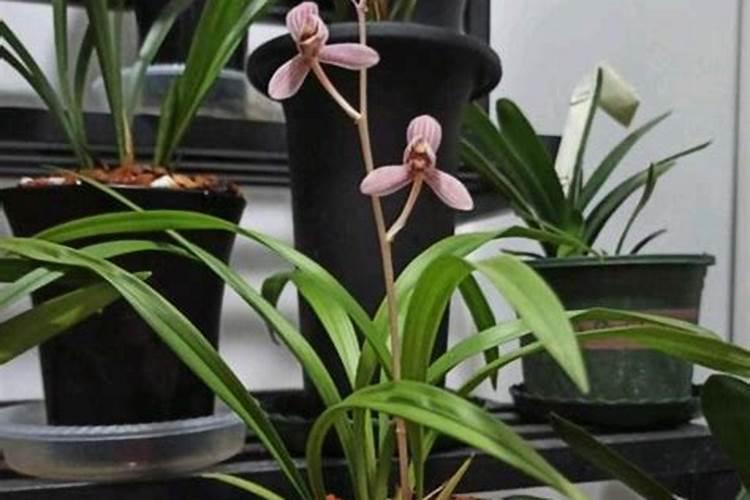 蝴蝶兰什么时候才需要补磷钾肥促花