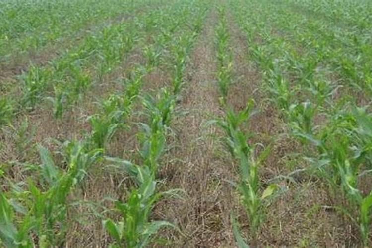 玉米打什么叶面肥最好