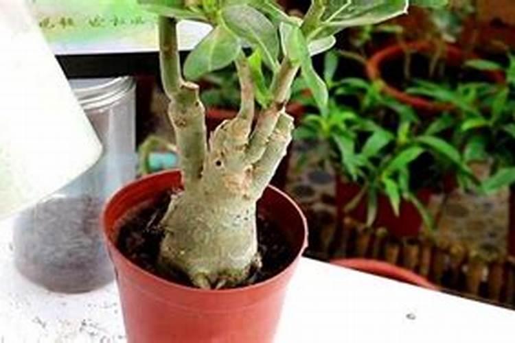 沙漠玫瑰开花期间施什么肥料好