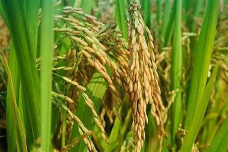 多肉广寒宫怎么配土