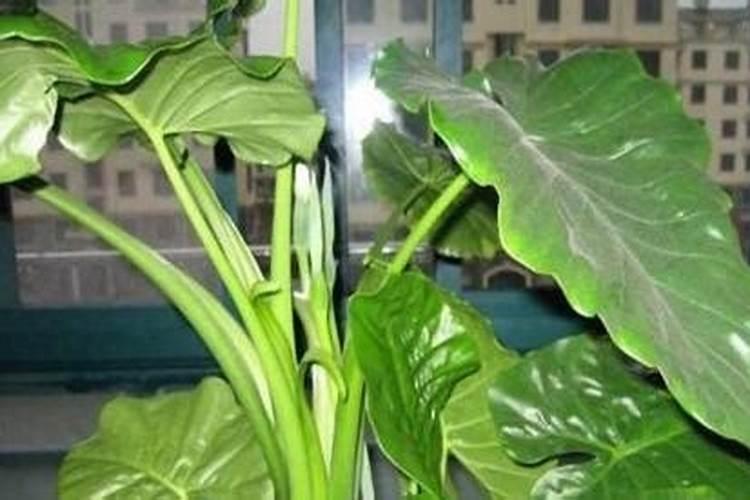 检查体内微量元素多少钱？