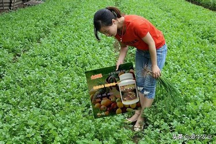石榴转色期怎么管理能促进着色顺利？石榴着色期哪种肥料效果好