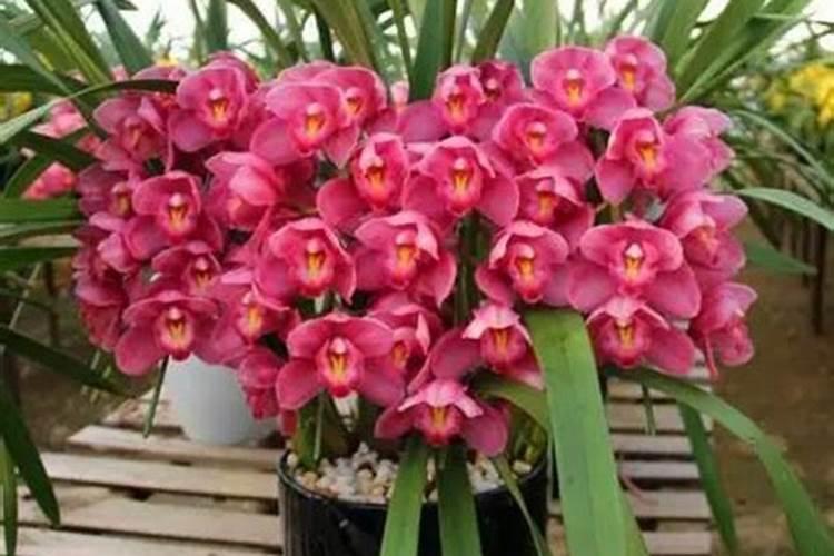 一亩地能种多少颗山楂树