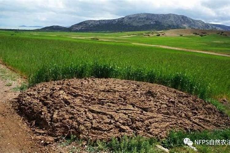 发酵农家肥时加入尿素有什么好处？